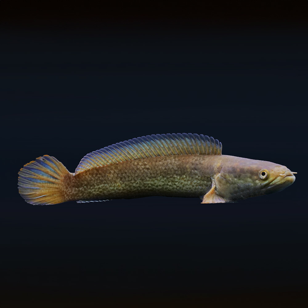 （熱帯魚）一点物　チャンナ　トルサエンシス　約２０ｃｍ（１匹）　北海道・九州航空便要保温