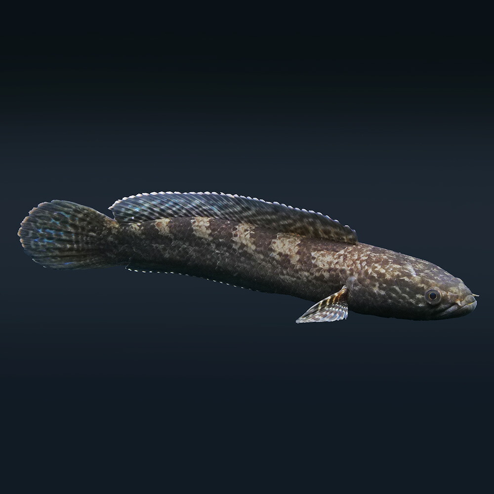 （熱帯魚）一点物　チャンナ　トルサエンシス　約２５ｃｍ（１匹）　北海道・九州航空便要保温