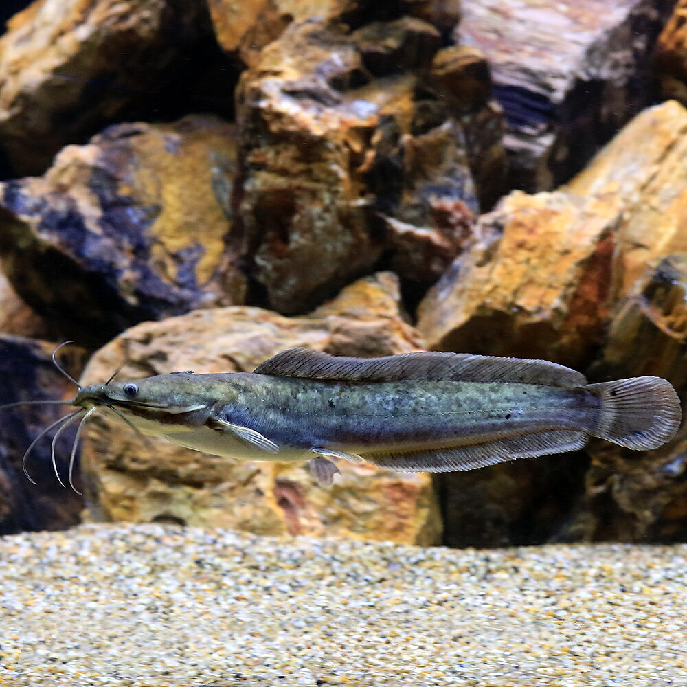 （熱帯魚）クラリアス　ガリエピヌス（１匹）　北海道・九州航空便要保温