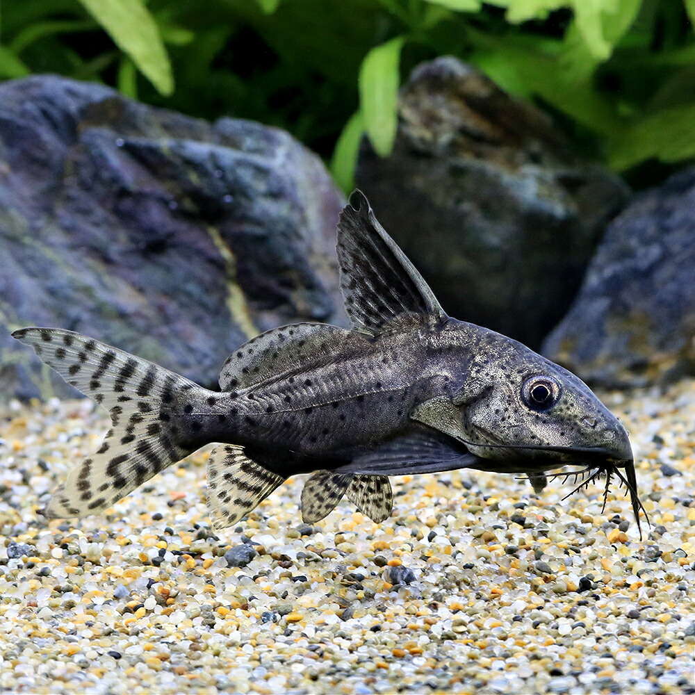 (熱帯魚)ブラキノシノドンティス バテンソーダ(ワイルド)(1匹) 北海道・九州航空便要保温