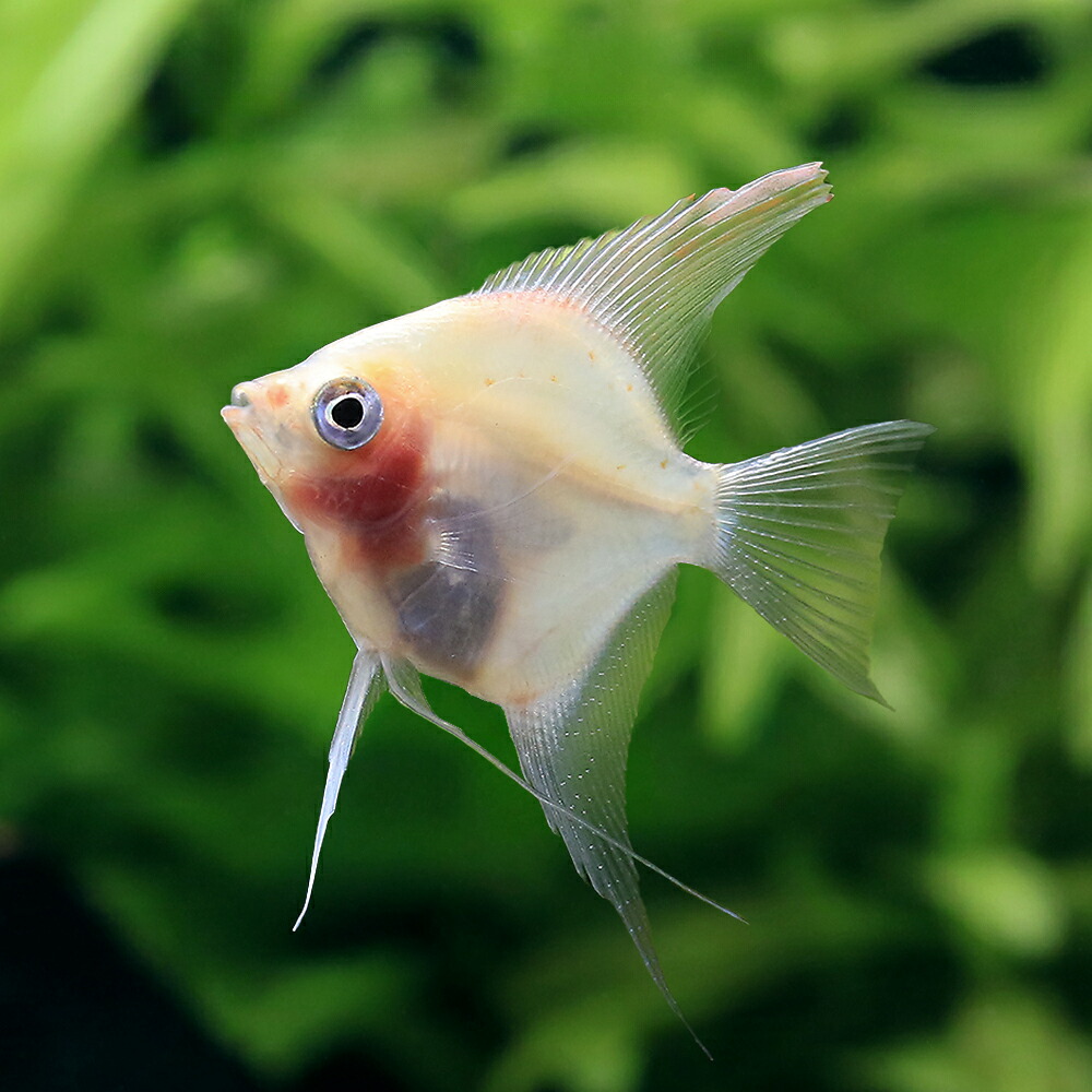 【楽天市場】（熱帯魚）マンダリンエンゼルフィッシュ（国産ブリード）（1匹） 北海道・九州航空便要保温：charm 3980 楽天市場店