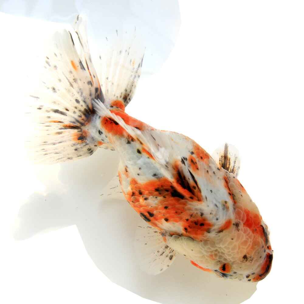 （金魚）一点物　東錦（中国産）１５ｃｍ±（１匹）