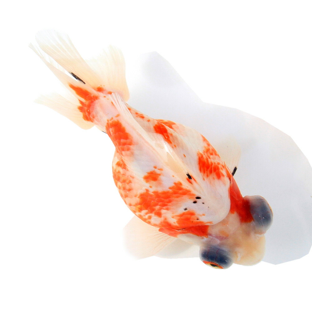 （金魚）一点物　キャリコ出目金　１２ｃｍ&plusmn;（インドネシア産）（１匹）｜charm 3980 店