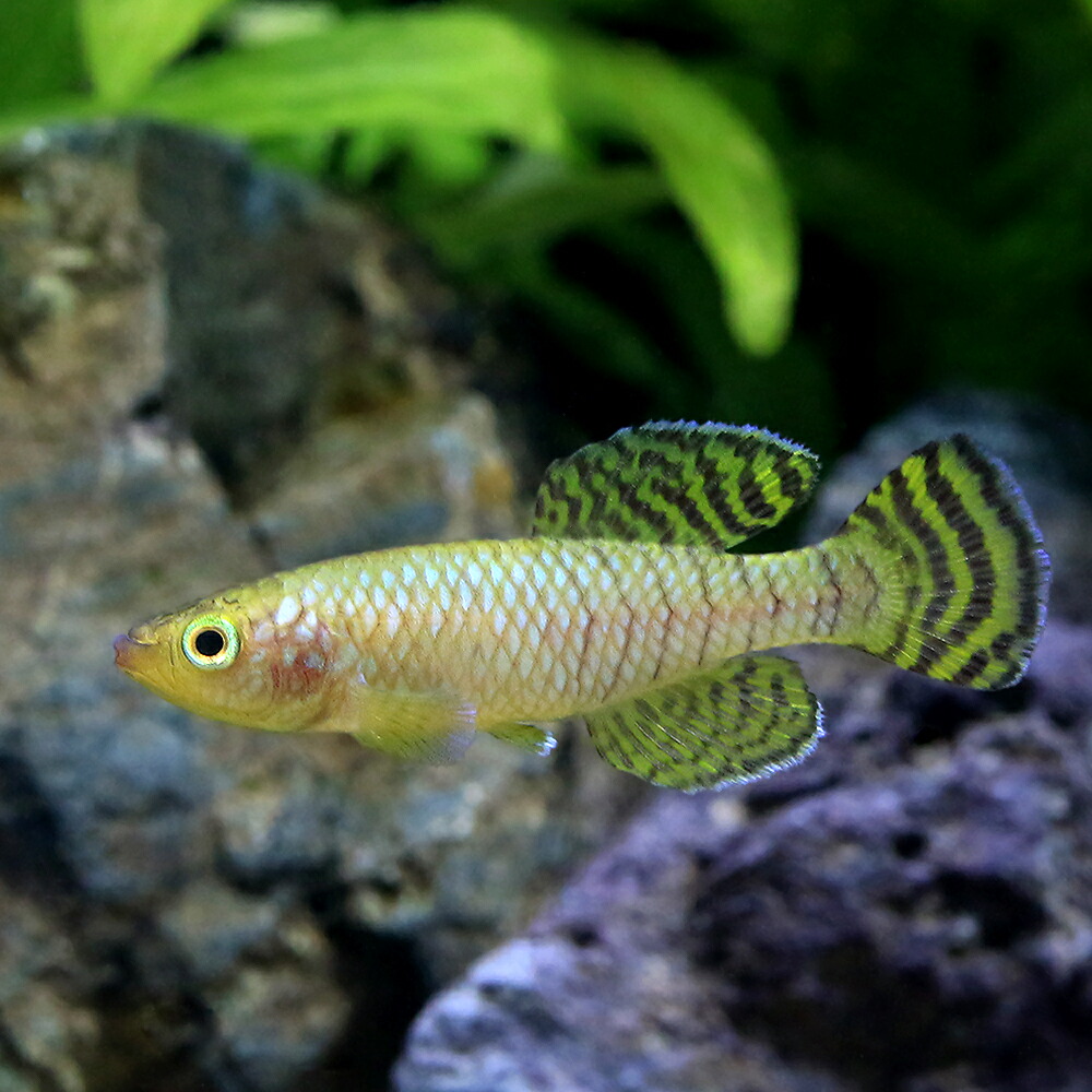 （熱帯魚）ノソブランキウス・ルドウィルデカンピ（１ペア）　北海道・九州航空便要保温