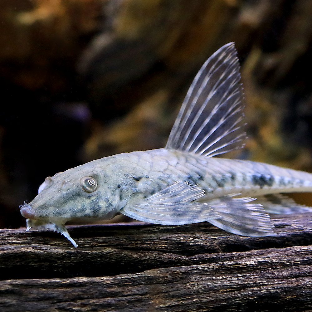 （熱帯魚）リネロリカリアｓｐ．リオ・カショーホ（１匹）　北海道・九州航空便要保温