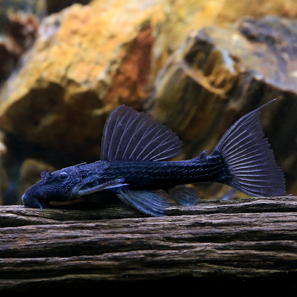 (熱帯魚)ジャリブラック・トリム Sサイズ(ワイルド)(1匹) 北海道航空便要保温|charm 3980 店