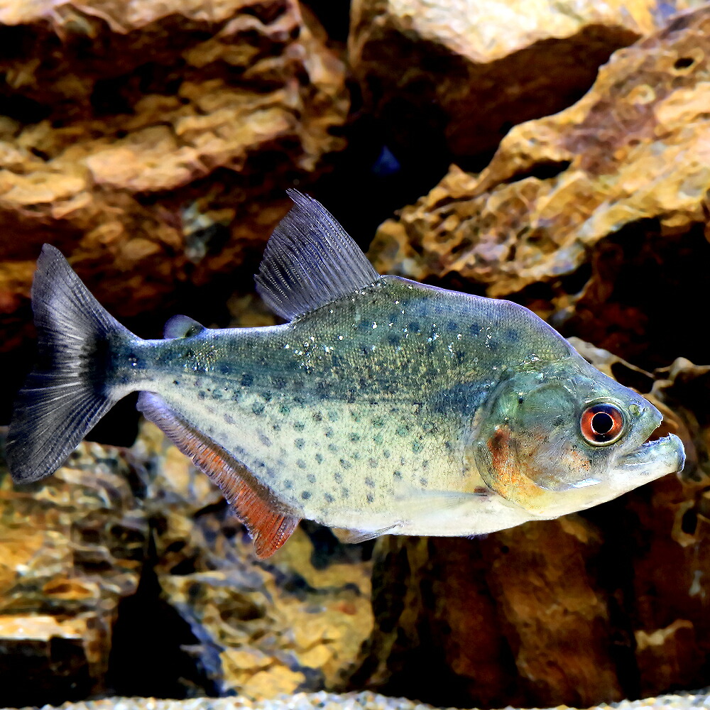 （熱帯魚）ピラニアｃｆ．サンチェシー　ウルブ（ワイルド）（１匹）　北海道航空便要保温｜charm 3980 店