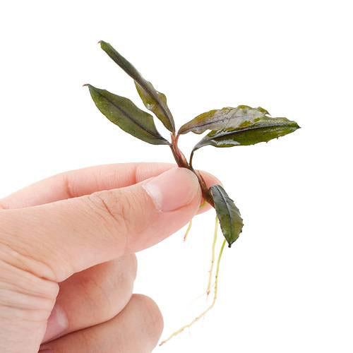 （水草）ブセファランドラｓｐ．クアラクアヤン１（無農薬）（水中葉）（１株）