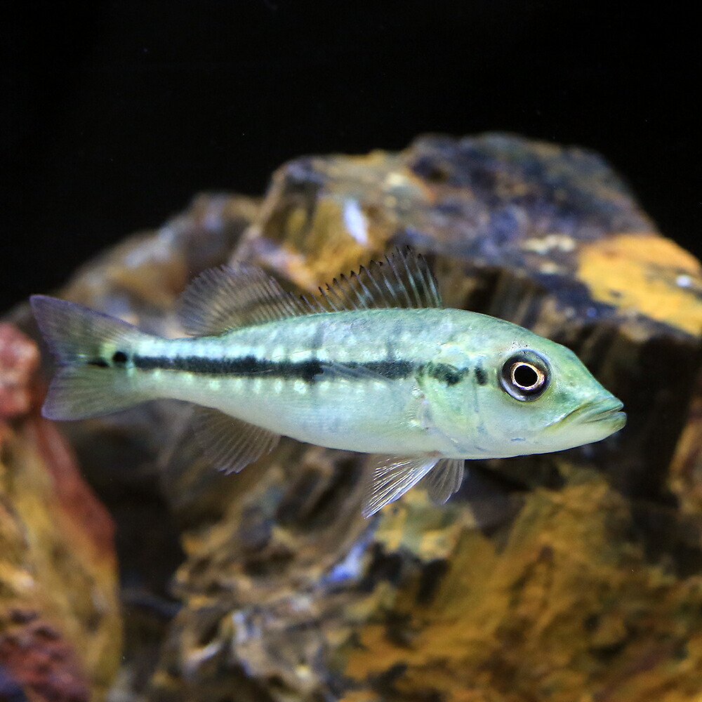 キクラケルベリーショート 楽天市場】【シクリッド】キクラ ケルベリースパイダー ショートボディ