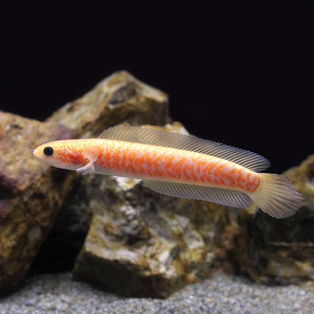 （熱帯魚）コウタイ　ゴールデンギャラクシー（１匹）　北海道航空便要保温
