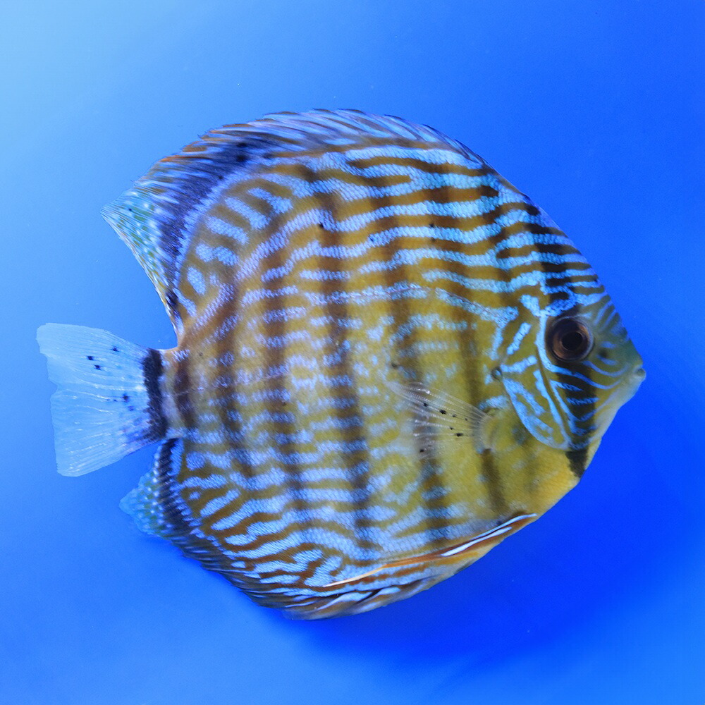 （熱帯魚）一点物　ブルー・ディスカス　トロンベタス産　金目　Lサイズ（ワイルド）（１匹）　北海道・九州航空便要保温