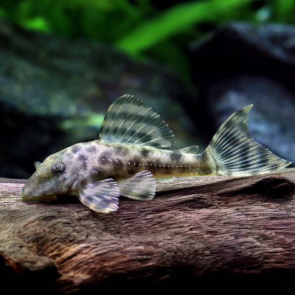 （熱帯魚）ヘミアンキストルスｓｐ．イタ（ワイルド）（１匹）　北海道航空便要保温｜charm 3980 店