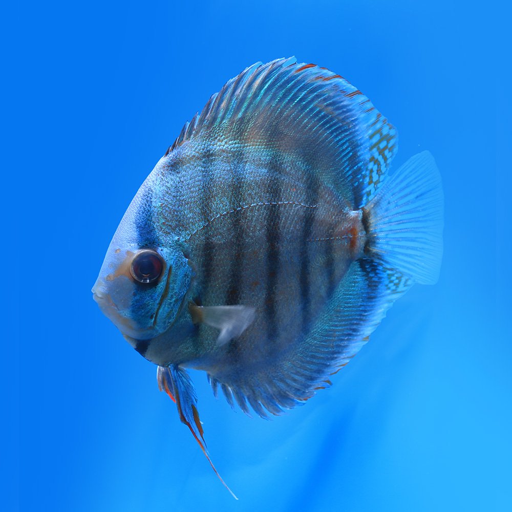 （熱帯魚）一点物　ブルーベリースペシャル　ディスカス　Ｍサイズ（国産ブリード）（１匹）　北海道航空便要保温｜charm 3980 店