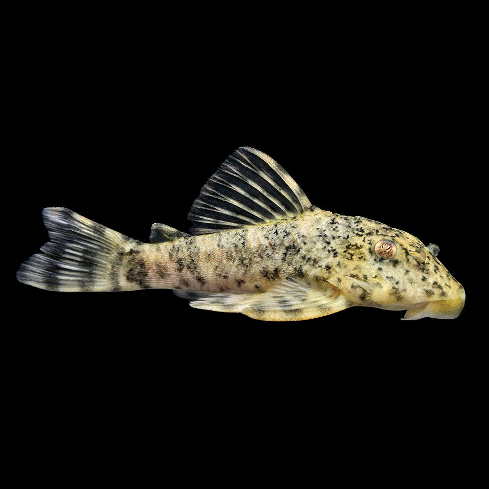 （熱帯魚）一点物　イエローアリゲーター・ペコルティア（ワイルド）（１匹）　北海道航空便要保温｜charm 3980 店