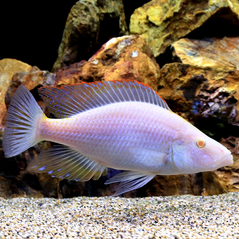 【楽天市場】(熱帯魚)ディミディオクロミス・コンプレシケプス アルビノ Lサイズ(1匹) 北海道航空便要保温:charm 3980 楽天市場店