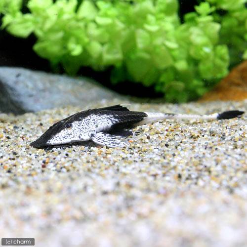 （熱帯魚）カメレオン・ロリカリア（１匹）　北海道・九州航空便要保温