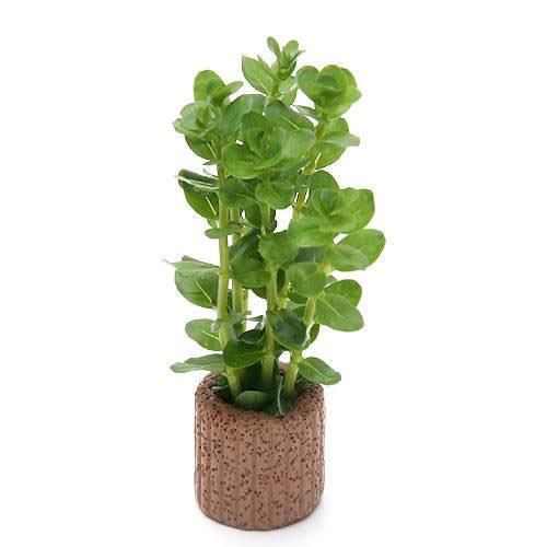 （水草）ライフマルチ（茶）グリーンロタラ（水上葉）（無農薬）（１個）