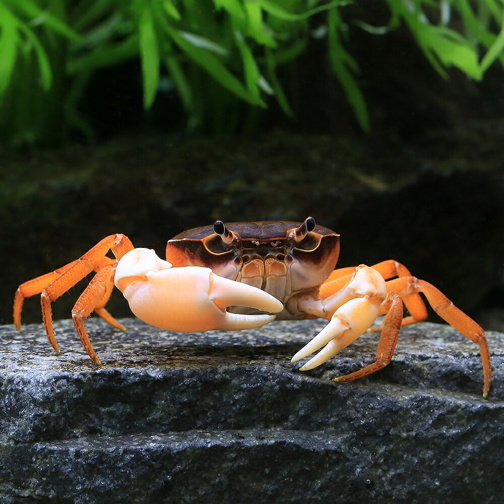 サワガニ様用 楽天市場】（エビ・カニ）サワガニ ブルー（1匹） : charm 3980 楽天