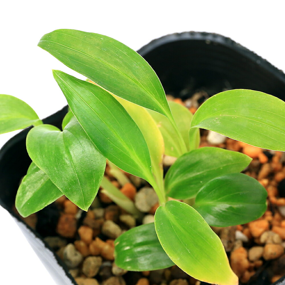 楽天市場】沖縄月桃（オキナワゲットウ） 4号苗(h24) : 千草園芸