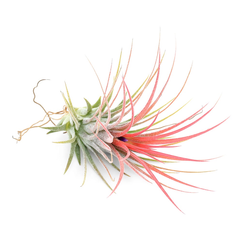 イオナンタ・アルボマージナータ　クランプ 　Tillandsia　エアープランツ Amazon｜PLANCHU エアプランツ ティランジア イオナンタ