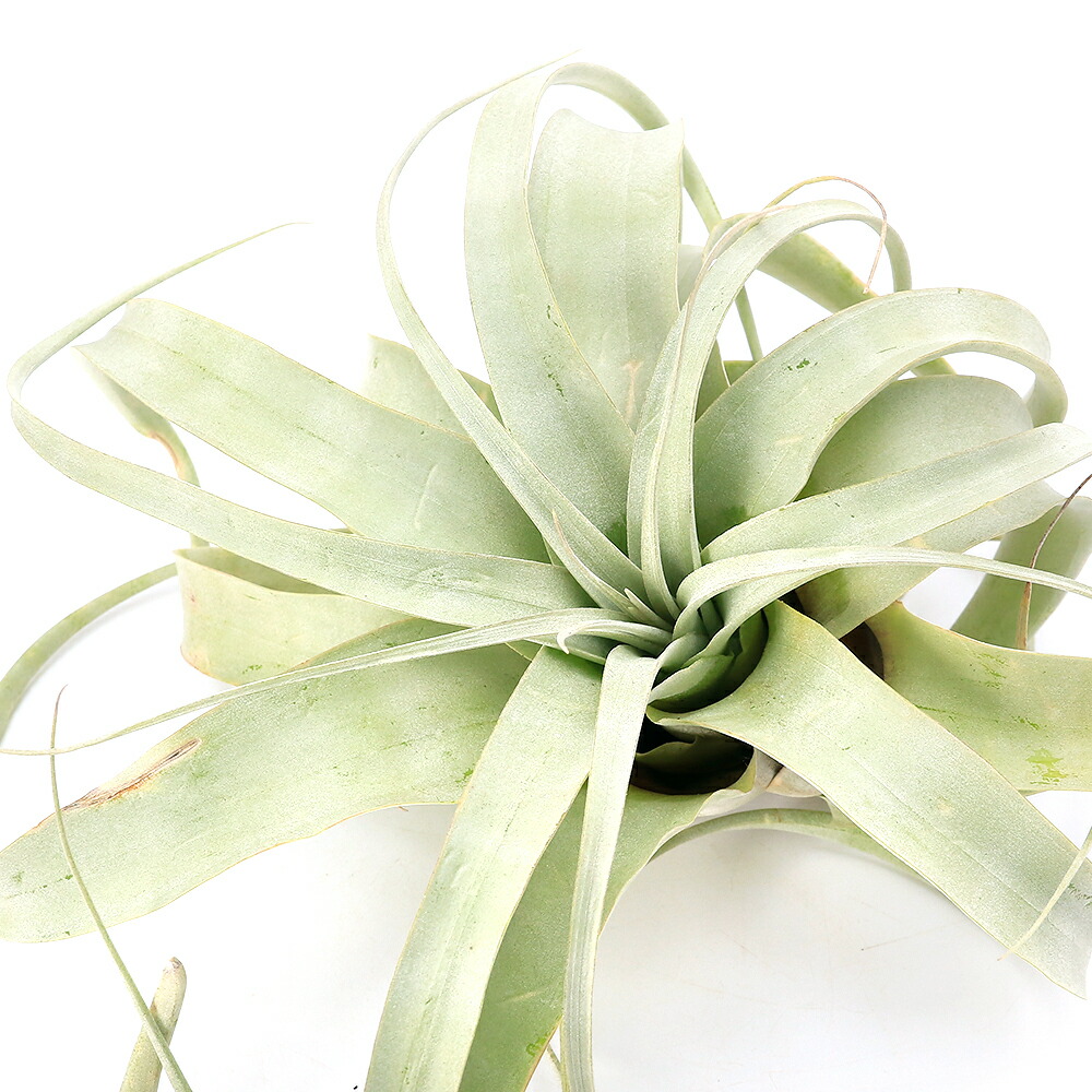 楽天市場】チランジア（キセログラフィカ：特大） 3Lサイズ 苗 1株