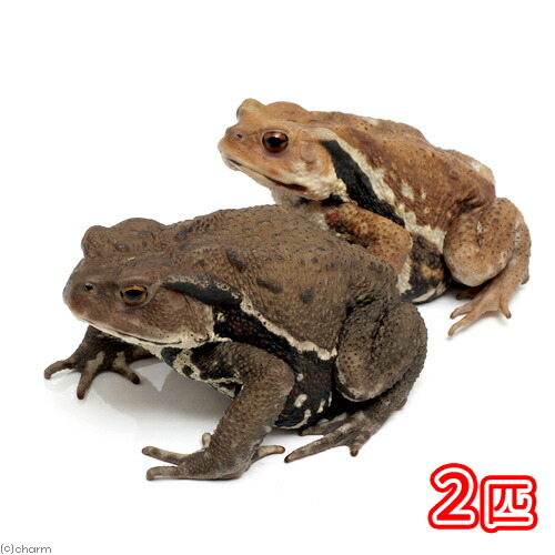 楽天市場】（両生類）アズマヒキガエル WC個体 Lサイズ（3匹