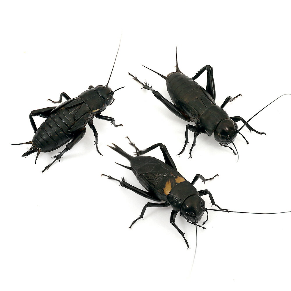 【新品】カミハタバイオボール１２リットル　ウェットドライ　両用　プラスチックろ材 カミハタ バイオボール 12リットル ウェット ドライ 両用