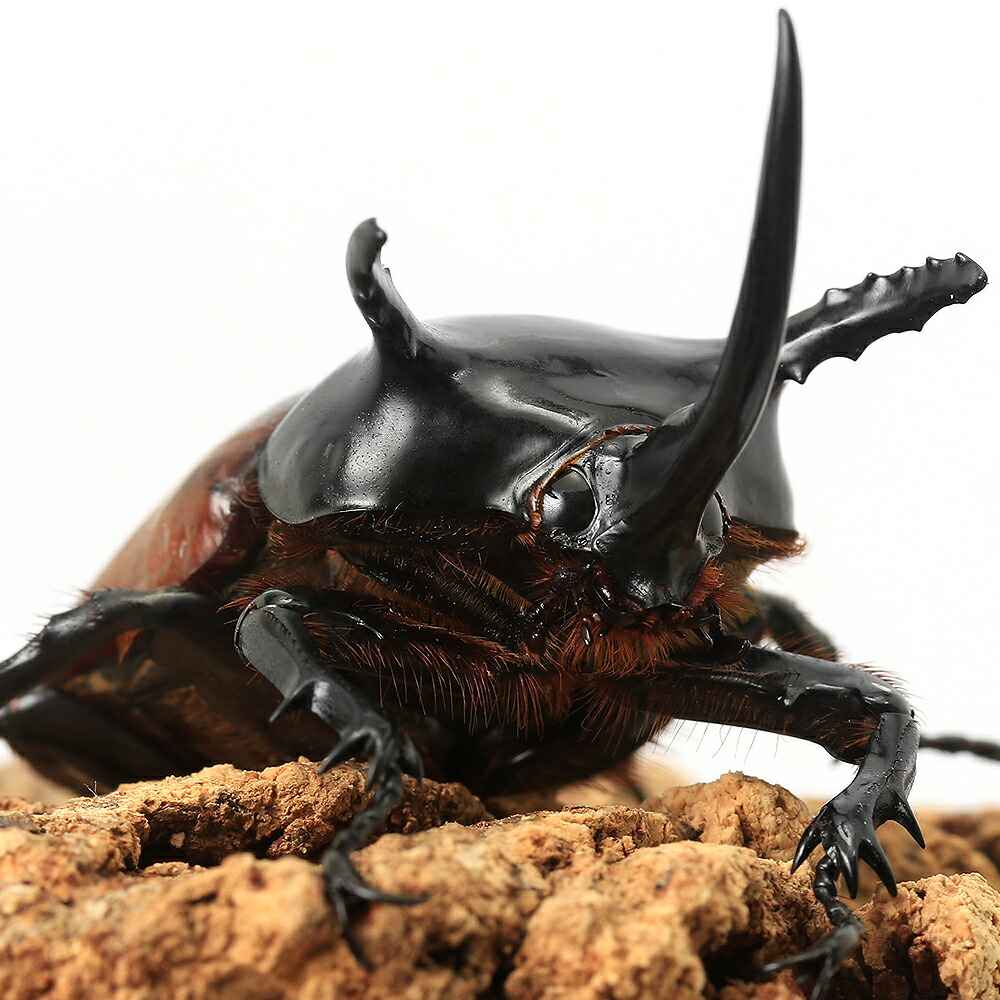 （昆虫）サンボンツノカブトムシ　アルファック産　成虫　ＷＤ　５５～５９ｍｍ（１ペア）　北海道・九州航空便要保温