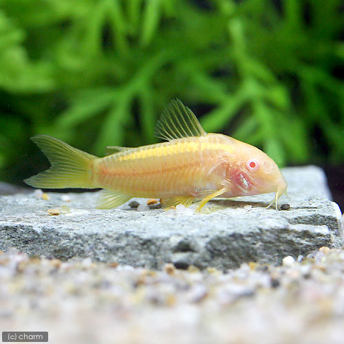 （熱帯魚）コリドラス・イルミネータス　アルビノ（１匹）　沖縄別途送料　北海道・九州航空便要保温