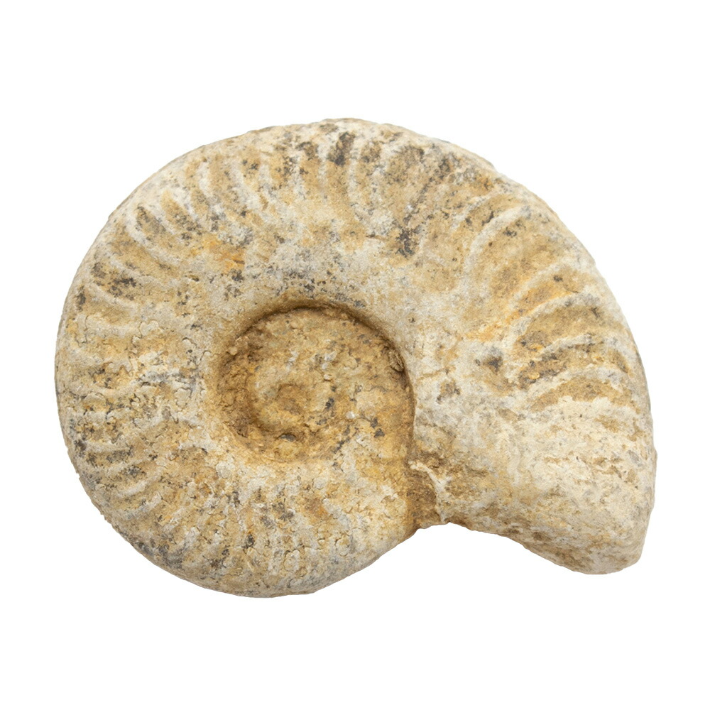 お値下げしました❤️購入前にコメント必須。デカイ！！アンモナイトの化石  1対 楽天市場】形状お任せ マダガスカル産 アンモナイト スライス 1枚 白