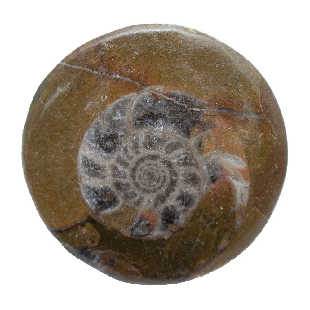 楽天市場】形状お任せ マダガスカル産 縫合線アンモナイト S 1個 白