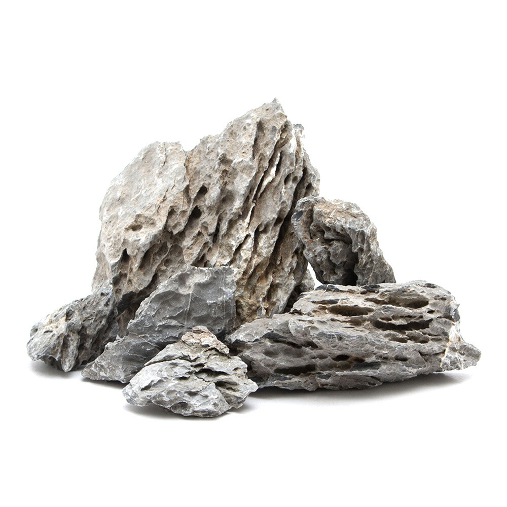 楽天市場】【2割引中！】 竜眼石 (岐阜損斐産)No.3733【盆栽】【山野草