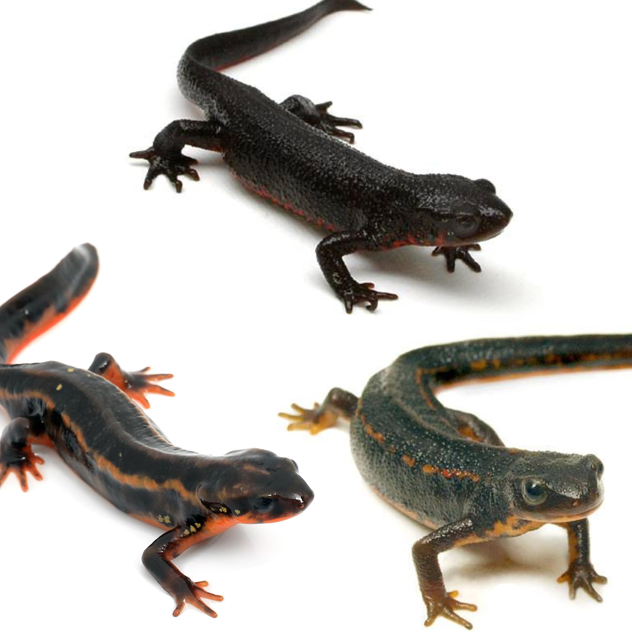 アマミシリケンイモリ 特殊カラー全身黄色紋 1匹