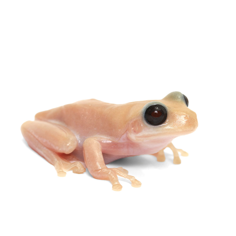 （両生類）一点物　イエアメガエル　リューシスティック　ＣＢ個体　８１１２４５（１匹）｜charm 3980 店 133,920円