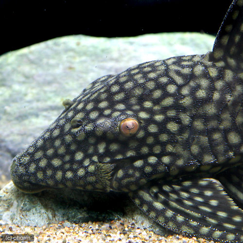 （熱帯魚）フルスポットロイヤルプレコ　２０～２４ｃｍ（ワイルド）（１匹）　北海道・九州航空便要保温