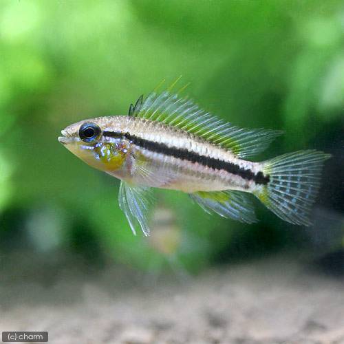 （熱帯魚）アピストグラマ・ビタエニアータ　テフェ（ワイルド）（１ペア）　北海道・九州航空便要保温