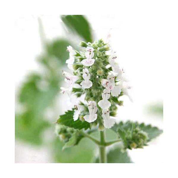 楽天市場】ネコノヒゲ（猫のひげ/クミスクチン）白 3.5号（直径10.5cm