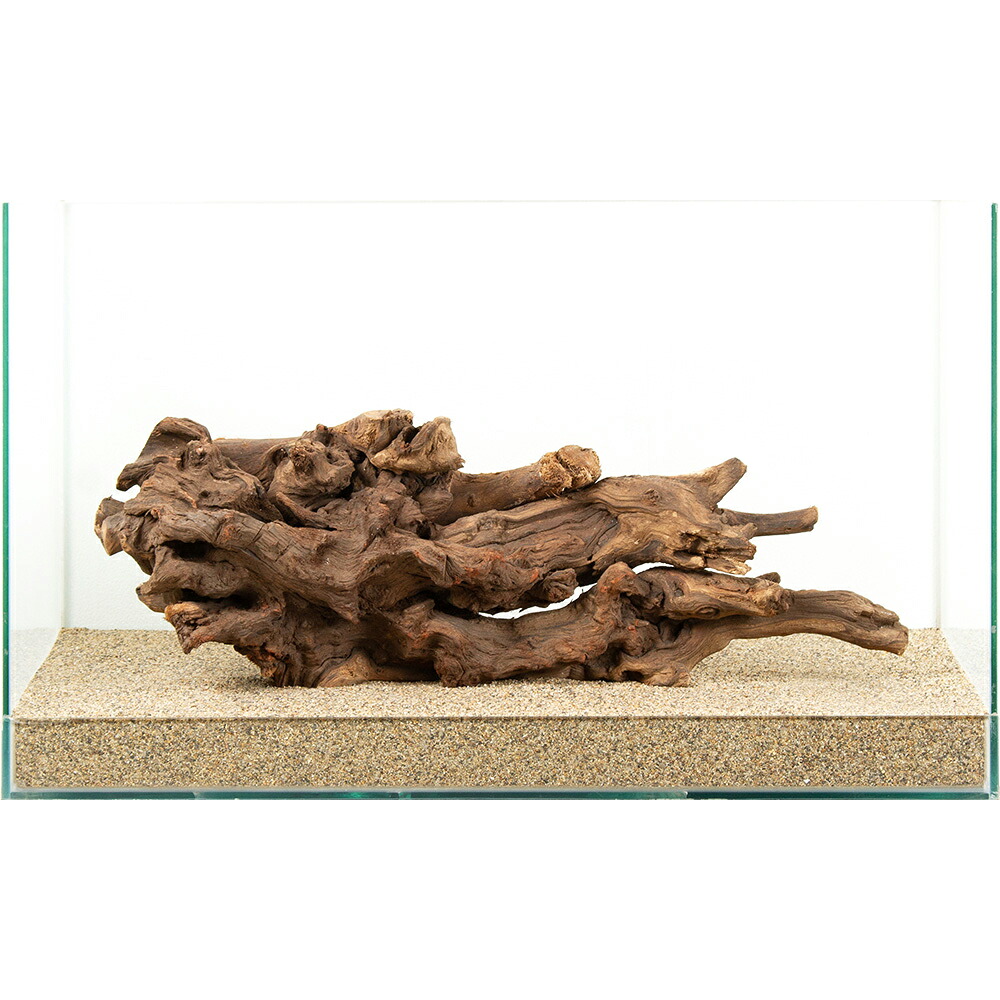 一点物　サンゴウッド　６０ｃｍ水槽用　８８２１８１　関東当日便｜charm 3980 店