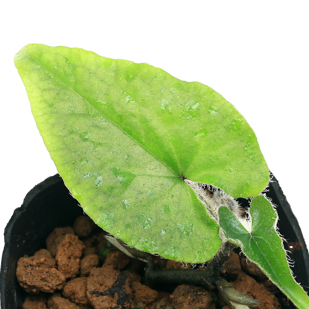 楽天市場】フタバアオイ 1株入 3号（9cm） 【春の山野草】【山草系