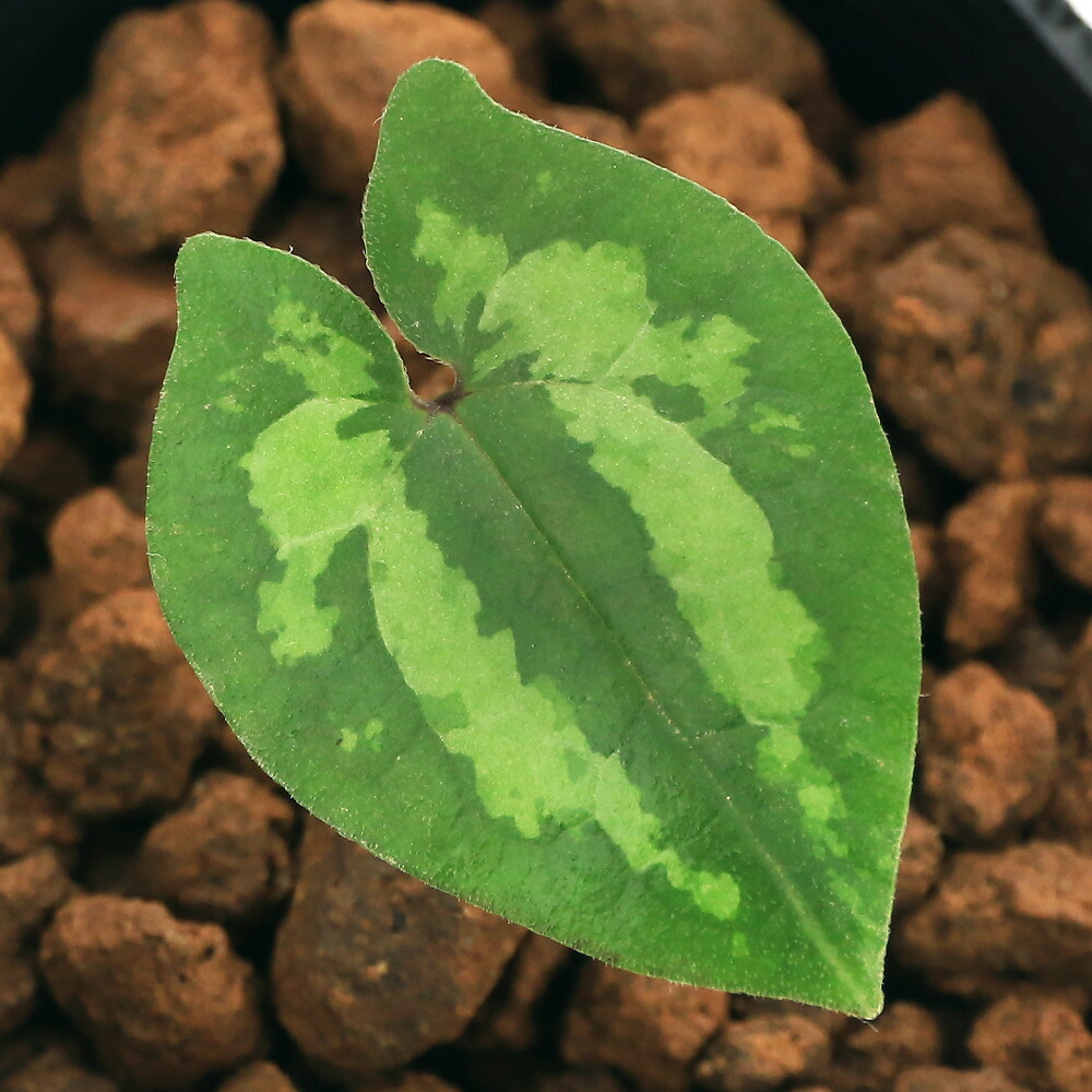 楽天市場】【送料無料】山野草 カンアオイ 素心パンダカンアオイ A