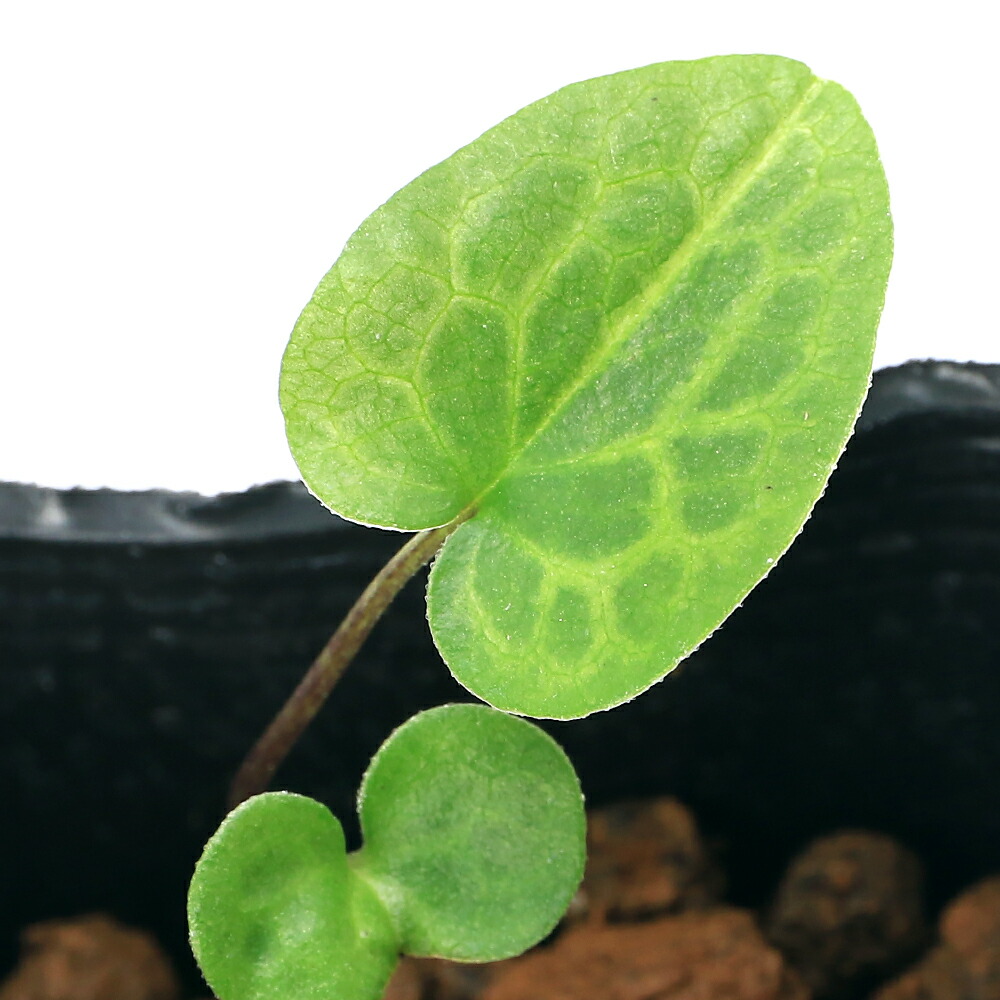 カンアオイ　タマノカンアオイ「亀甲竜 カンアオイ タマノカンアオイ「亀甲竜