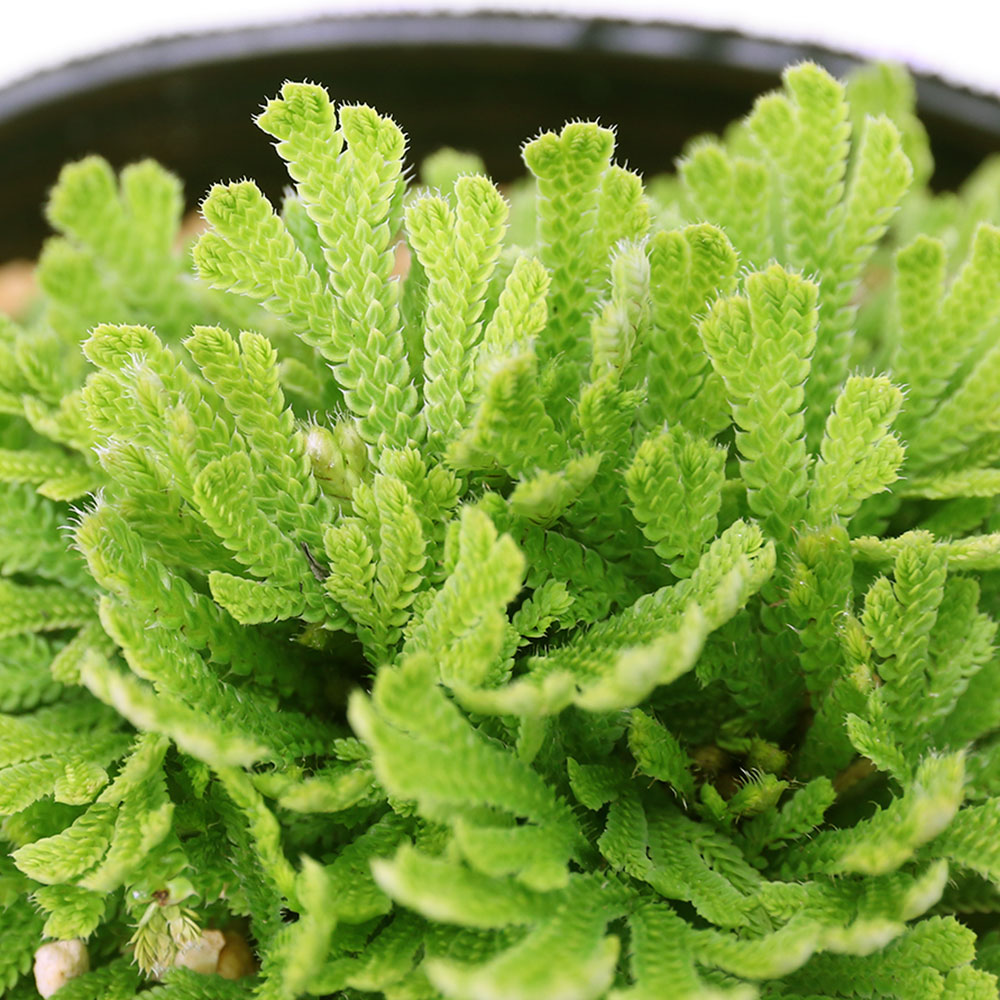 楽天市場】イワヒバ 4号鉢（c14） : 千草園芸