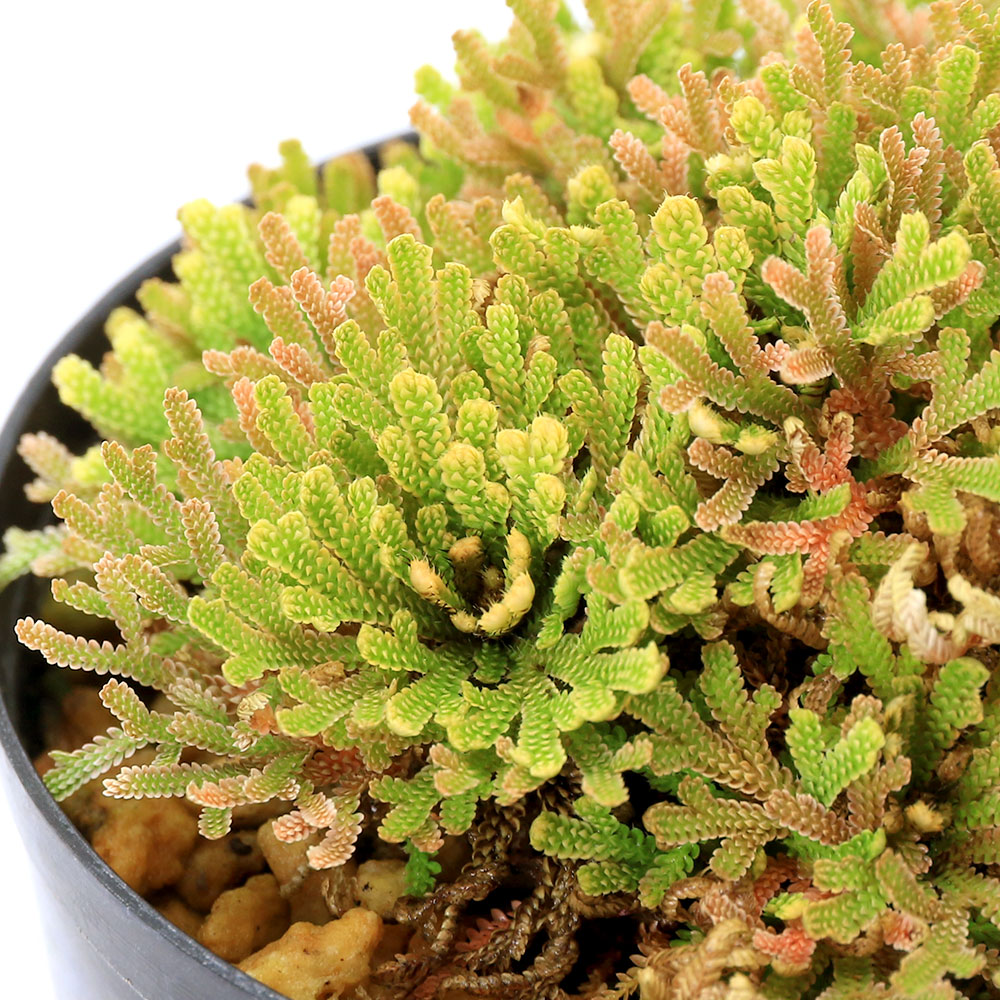 【希少】イチョウラン付岩ヒバ　イワヒバ　楕円形鉢付 鉢付き】岩松 イワヒバ 石付き｜Yahoo!フリマ（旧PayPayフリマ）