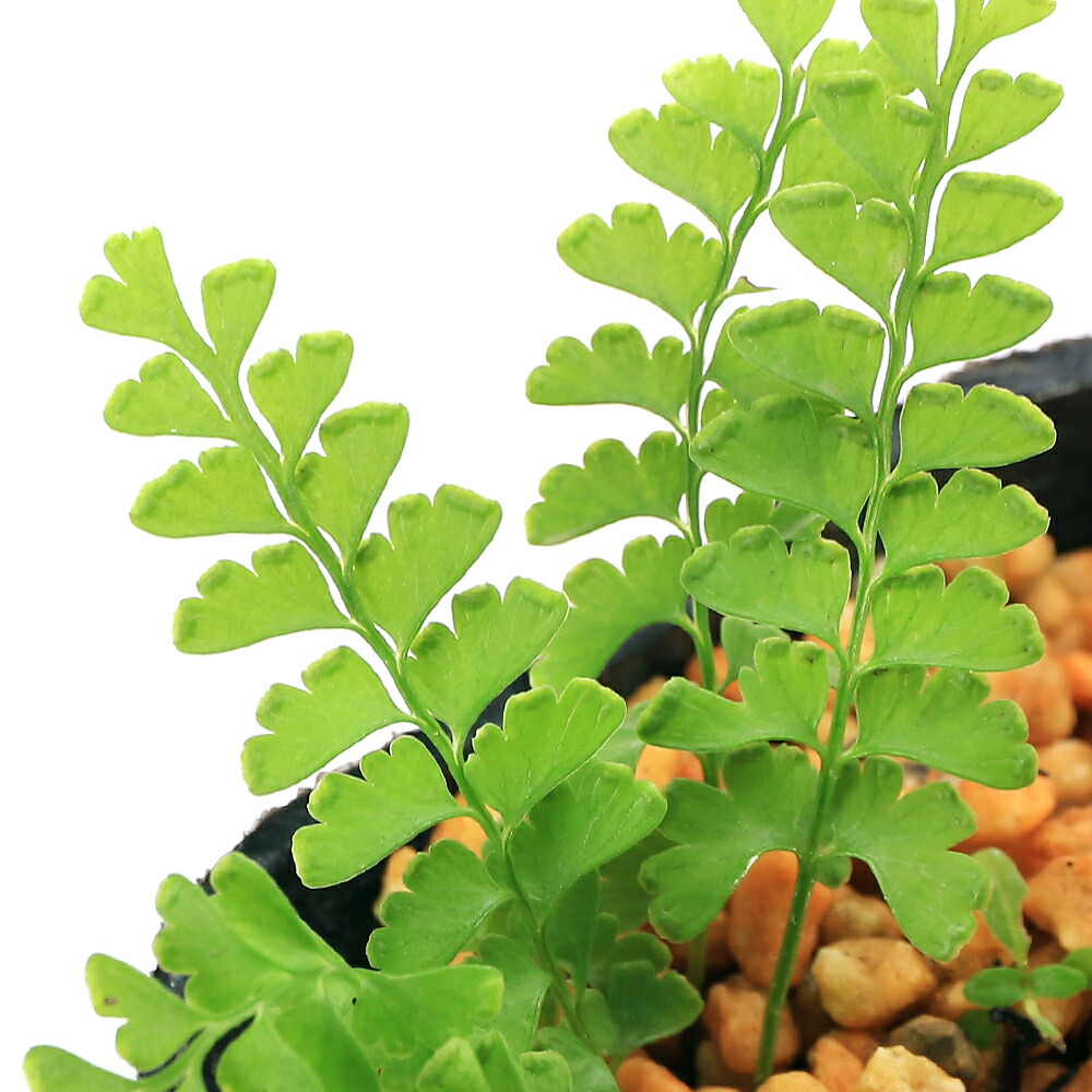 山野草、 [ タチデンダ、ヤシャビシャク、キブシ ] 3種 山野草