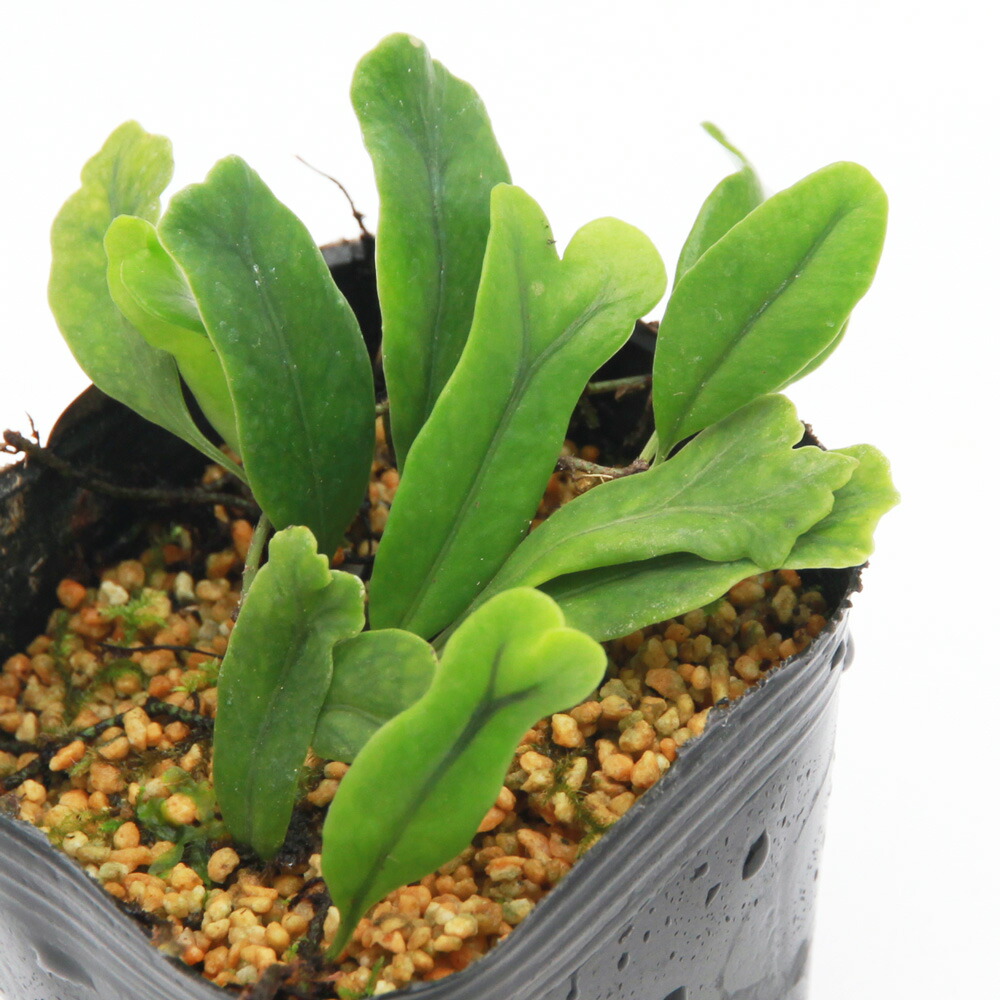 楽天市場】【送料無料】山野草 シダ 古典園芸植物 獅子葉ヒトツバシダ