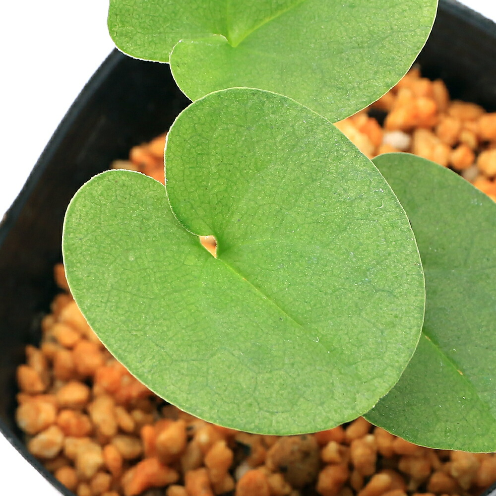 楽天市場】斑入りカンアオイ 紅孔雀 3号鉢 寒葵 古典植物 山野草 kih