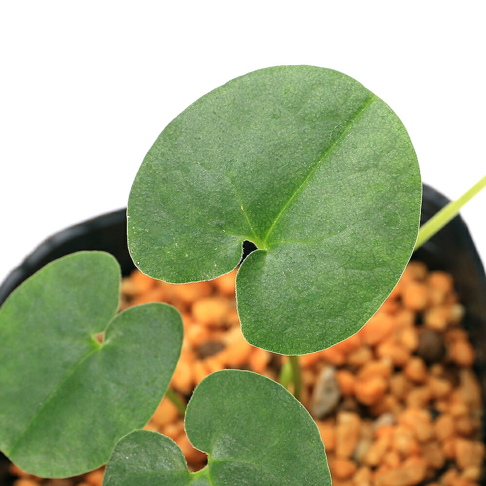 楽天市場】斑入りカンアオイ 紅孔雀 3号鉢 寒葵 古典植物 山野草 kih