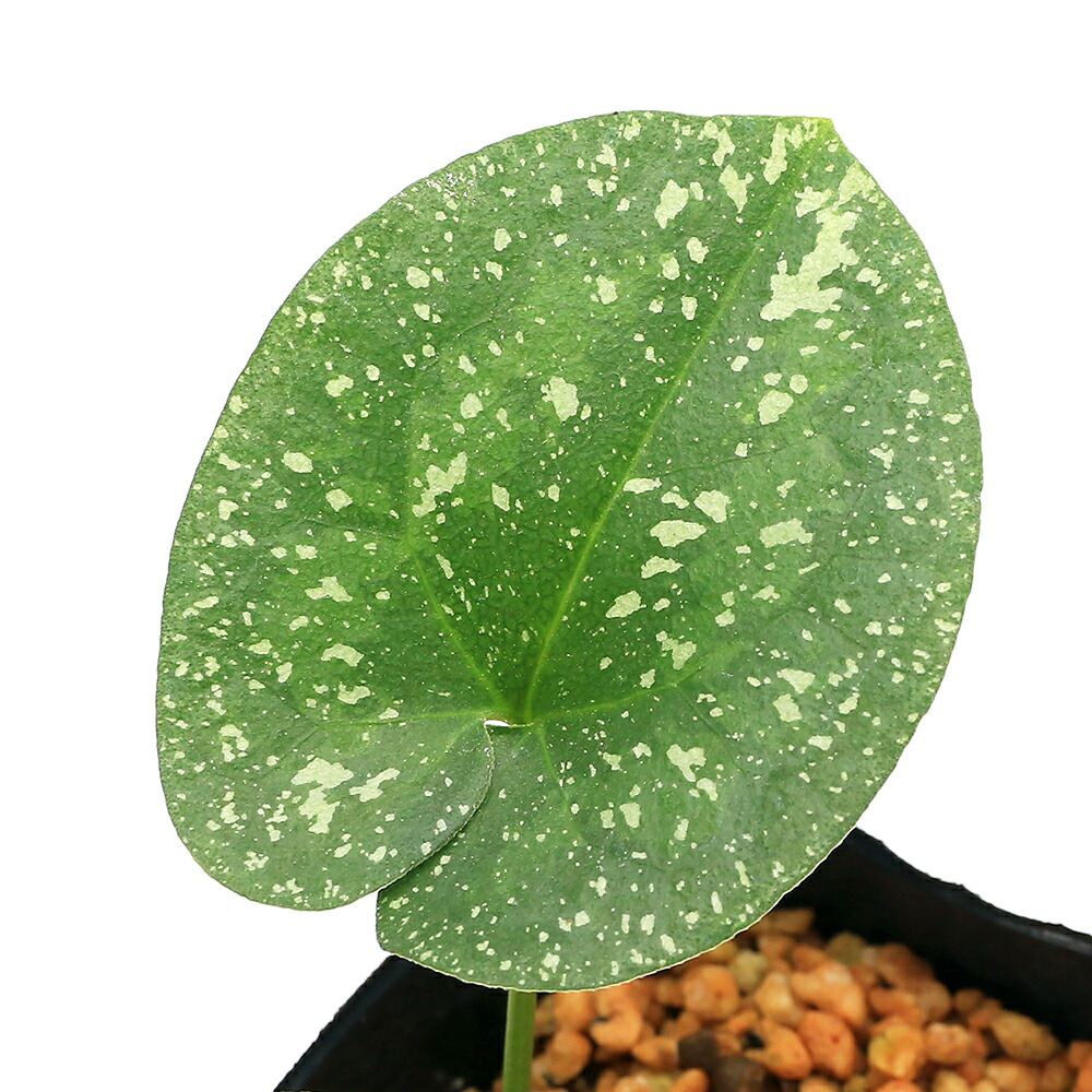 楽天市場】（山野草）カンアオイ（寒葵）亀甲葉 センカク