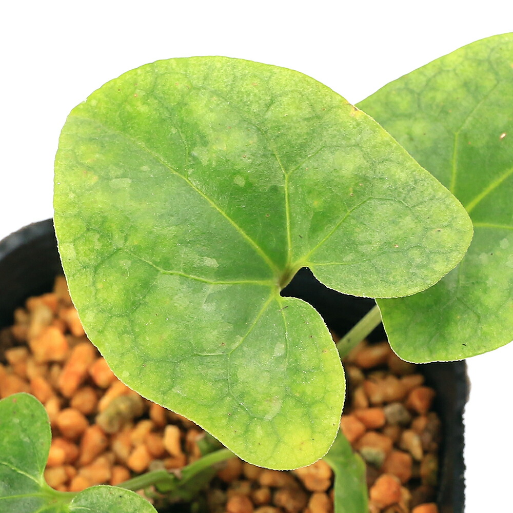 楽天市場】亀甲素心タイリンカンアオイ 9cmポット苗 : やましち山野草店