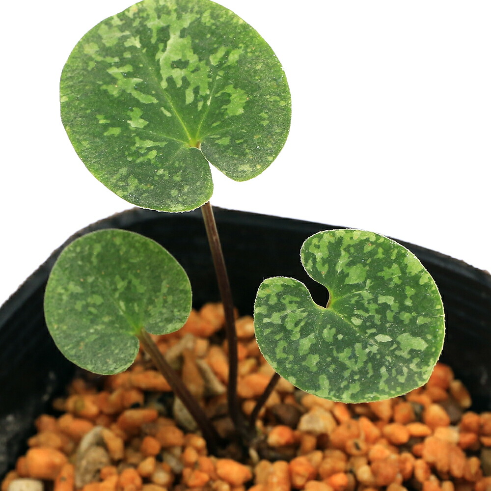 モノドラカンアオイ 美写紋 【公式通販】